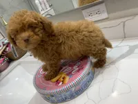 Green Eyes , a male Poodle - Toy  for sale in Houston, TX – Photo 5 of 8