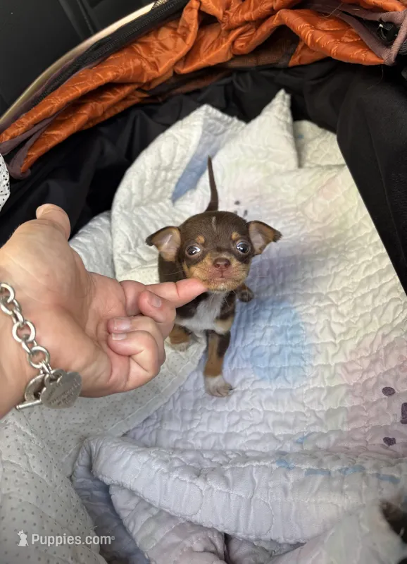Tcup Brownie  – Chihuahua puppy for sale in Houston, TX