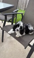 Bridge , a male Cavapoo for sale in Houston, TX – 6 of 10