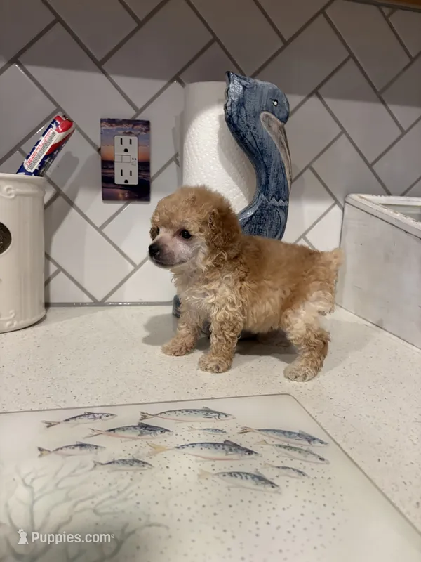 Polo – Poodle - Toy  puppy for sale in Houston, TX