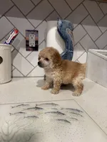 XS Tiny Toy, a male Poodle - Toy  for sale in Houston, TX – 4 of 7