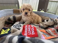 Hanna , a female Poodle - Toy  for sale in Houston, TX – 2 of 10