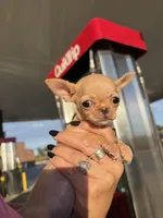 AKC Micro Pocket Pup , a female Chihuahua for sale in Houston, TX – 6 of 10