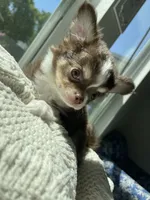 AKC Windsor , a male Chihuahua for sale in Houston, TX – 4 of 10