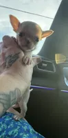 AKC Micro Tcup Apple, a female Chihuahua for sale in Houston, TX – 7 of 10