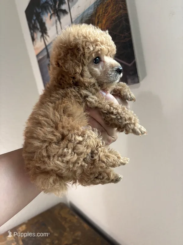 AKC RED  – Poodle - Toy  puppy for sale in Houston, TX
