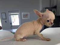 AKC Micro Pocket Pup , a female Chihuahua for sale in Houston, TX – 5 of 10