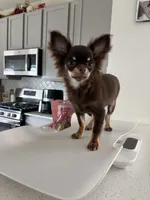 AKC Manolo , a male Chihuahua for sale in Houston, TX – 2 of 10