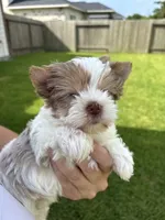 Denali, a male Yorkshire Terrier for sale in Houston, TX – 6 of 10