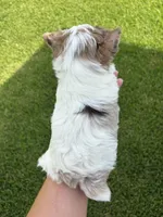Denali, a male Yorkshire Terrier for sale in Houston, TX – 4 of 10