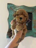 Red, a male Poodle - Toy  for sale in Houston, TX – 7 of 10