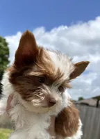 AKC , a male Yorkshire Terrier for sale in Houston, TX – 4 of 9