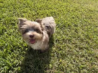 Calista , a female Yorkshire Terrier for sale in Houston, TX – 9 of 9