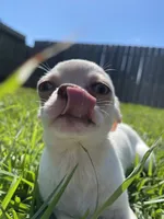 Blu , a male Chihuahua for sale in Houston, TX – 9 of 9