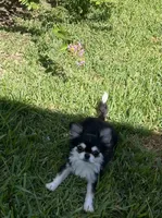 Lucky , a male Chihuahua for sale in Houston, TX – 2 of 10