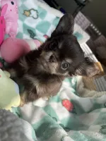 AKC Bliss, a male Chihuahua for sale in Houston, TX – 6 of 10
