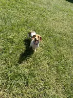 AKC Cinnamon , a female Miniature Dachshund for sale in Houston, TX – 5 of 10