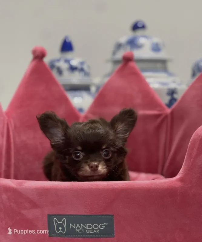 AKC Pecan  – Chihuahua puppy for sale in Houston, TX