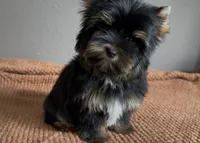 AKC Boston , a male Yorkshire Terrier for sale in Houston, TX – 6 of 10