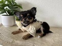 AKC Applehead, a male Chihuahua for sale in Houston, TX – 2 of 10