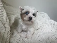 Diamond , a female Yorkshire Terrier for sale in Houston, TX – 4 of 10