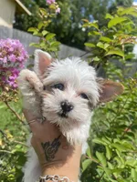 Diamond, a female Yorkshire Terrier for sale in Houston, TX – 3 of 10