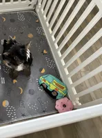 AKC Boston , a male Yorkshire Terrier for sale in Houston, TX – 4 of 10