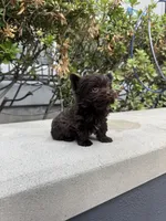 Tcup Chocolate Twix , a male Yorkshire Terrier for sale in Houston, TX – 2 of 8