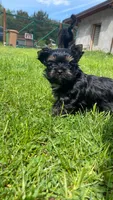 Tcup Import, a female Yorkshire Terrier for sale in Houston, TX – 7 of 10