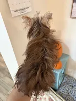 AKC Abby , a female Yorkshire Terrier for sale in Houston, TX – 10 of 10