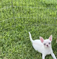 Apple head Blu , a male Chihuahua for sale in Houston, TX – 8 of 10