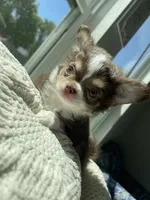 AKC Windsor , a male Chihuahua for sale in Houston, TX – 7 of 10