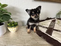 AKC Applehead, a male Chihuahua for sale in Houston, TX – 4 of 10