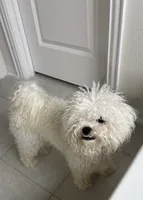 Lily , a female Bichon Frise for sale in Houston, TX – 5 of 7