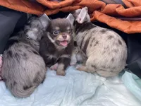 AKC Bliss, a male Chihuahua for sale in Houston, TX – 5 of 10