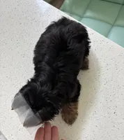 Evermore , a male Yorkshire Terrier for sale in Houston, TX – 5 of 8