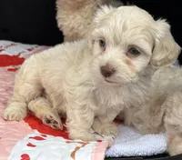 Tcup Sassy , a female Maltipoo for sale in Houston, TX – Photo 3 of 4