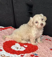 Tcup Sassy , a female Maltipoo for sale in Houston, TX – Photo 1 of 4