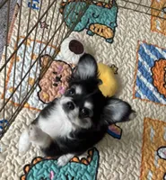 Apple head Lucky , a male Chihuahua for sale in Houston, TX – Photo 2 of 8