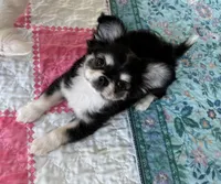 Apple head Lucky , a male Chihuahua for sale in Houston, TX – Photo 5 of 8