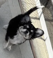 Apple head Lucky , a male Chihuahua for sale in Houston, TX – Photo 1 of 8