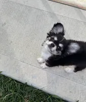 Apple head Lucky , a male Chihuahua for sale in Houston, TX – Photo 8 of 8