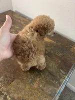 AKC RED , a male Poodle - Toy  for sale in Houston, TX – 7 of 9