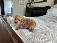 Spencer, a male Poodle - Toy  for sale in Houston, TX – 9 of 10