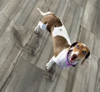 AKC Cinnamon , a female Miniature Dachshund for sale in Houston, TX – 2 of 10