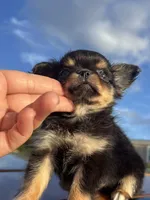AKC Carter , a male Chihuahua for sale in Houston, TX – 6 of 7