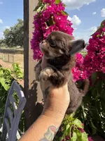 AKC Bliss, a male Chihuahua for sale in Houston, TX – 8 of 10