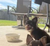 AKC Chocolate , a male Chihuahua for sale in Houston, TX – 1 of 10