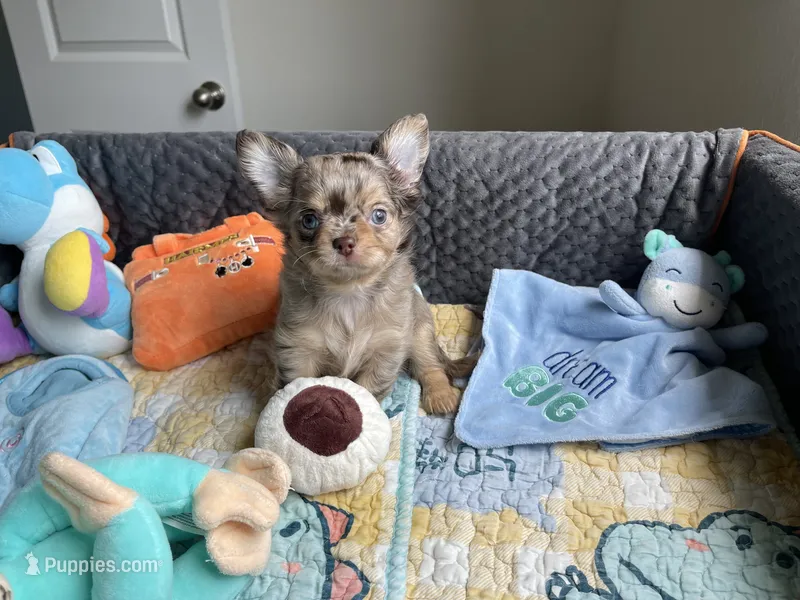 AKC DREAM  – Chihuahua puppy for sale in Houston, TX