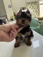 Evermore , a male Yorkshire Terrier for sale in Houston, TX – 2 of 8